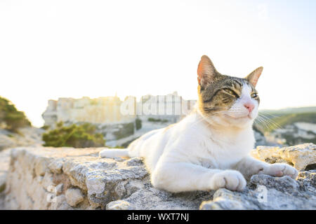 Un bellissimo gatto bianco con una testa grigia è in posa su un muro di pietra di fronte al villaggio di Bonifacio durante un tramonto mozzafiato. Bonifacio, Corsica, Fr Foto Stock