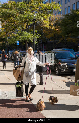 Locale elegante donna camminando due Yorkshire Terrier cani su fili e il trasporto delle borse della spesa in Newbury Street, Boston, Stati Uniti d'America Foto Stock