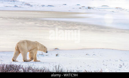 Un solitario orso polare passeggiate nella neve verso una patch di nuovo ghiaccio congelato in inizio di mattina di luce. Churchill, Canada. Foto Stock