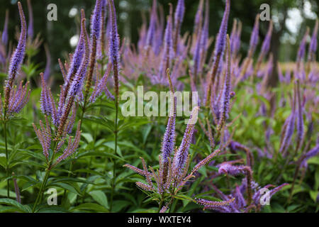 Speedwells spiked in un giardino Foto Stock