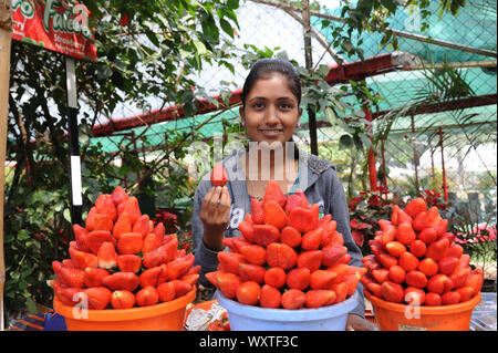 Mahabaleshwar, Maharashtra, India, Sud-est asiatico - Marzo 2015 : Fornitore Locale ragazza indiana la vendita di fragole fresche. Foto Stock