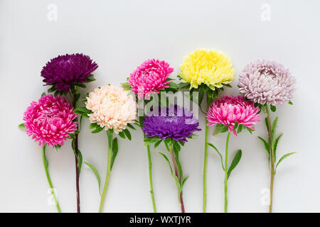 Diversi gli astri coloratissimi fiori sul morbido sfondo grigio. Foto Stock