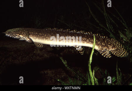 Ornati, bichir Polypterus ornatipinnis Foto Stock