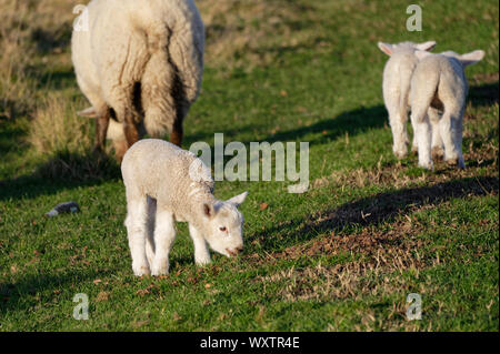 Twin agnelli in una scena rurale con la loro mamma Foto Stock
