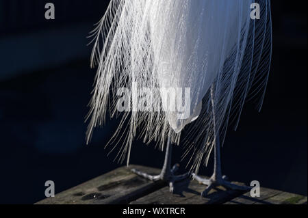 Le piume bianche di un airone bianco in disordine Foto Stock