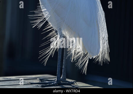 I piedi e retroilluminato piumaggio bianco di un airone bianco Foto Stock