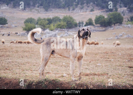 Sheepdog anatolica kangal in posa contro verde sfondo naturale Foto Stock