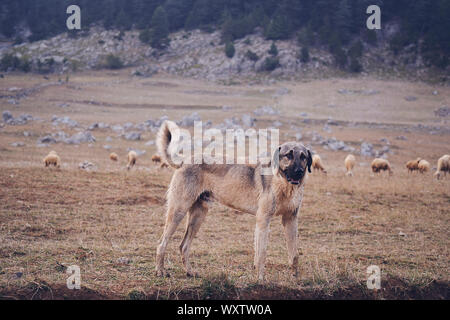 Sheepdog anatolica kangal in posa contro verde sfondo naturale Foto Stock