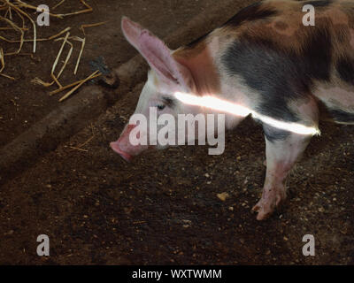 Maialino con macchie di penna in fattoria, scrofus Sus domesticus, Serbia, Europa Foto Stock