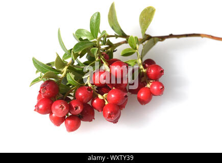 Mirtillo rosso, Vaccinium macrocarpon, auch Moosbeere oder Amerikanische Preiselbeere genannt, ist eine Heilpflanze mit roten Beeren und wird auch in der M Foto Stock
