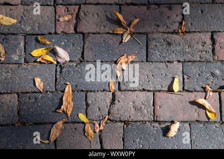 Foglie di autunno sul lastrico nel quartiere storico della città di Boston, Massachusetts, STATI UNITI D'AMERICA Foto Stock