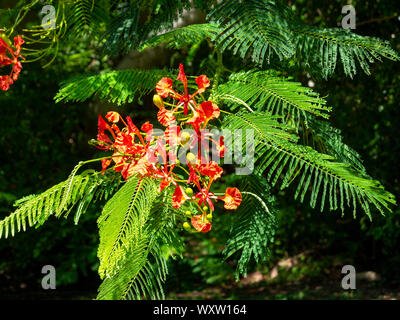 In prossimità di aree di un flame tree in Bloom, Bermuda Foto Stock