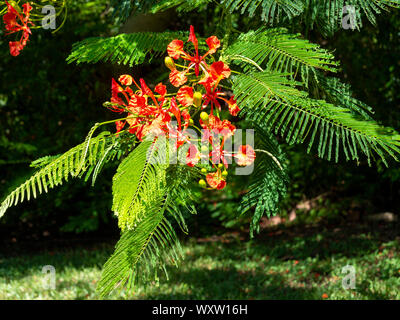 In prossimità di aree di un flame tree in Bloom, Bermuda Foto Stock