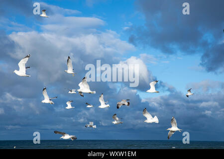 Gregge di ring-fatturati i gabbiani, Larus delawarensis, in volo oltre oceano Atlantico, a Plymouth Long Beach, Cape Cod Foto Stock