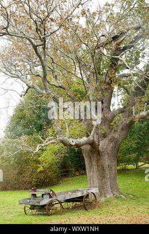 Antica fattoria di rimorchio da antichi alberi, Cape Cod, New England, STATI UNITI D'AMERICA Foto Stock