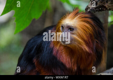 Testa di Golden Lion Tamarin close up nel suo habitat. Scimmia con i capelli rossi e pelo nero. Foto Stock