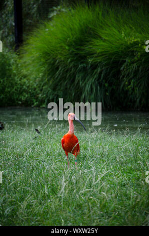 Scarlet Ibis o Eudocimus. close up e isolato di color rosso uccello con un lungo Becco Affilato Foto Stock