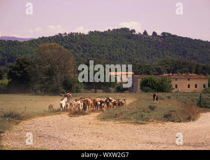 Pastore radunare il bestiame lungo una strada rurale verso un lontano casale in pietra accoccolato ai piedi di una collina boschiva vicino a Lucca, Toscana, Italia Foto Stock