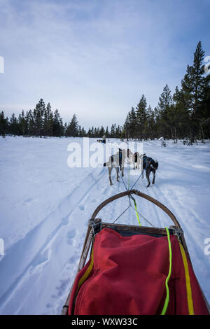 POV immagine della slitta trainata da cani ride in Norvegia in inverno Foto Stock