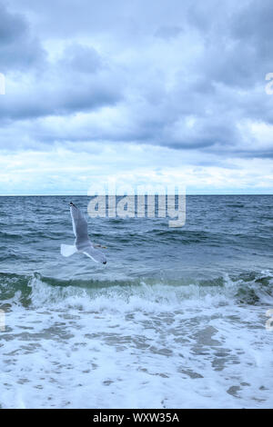 Seagull soaring come si vola su Nantucket Sound, Oceano Atlantico, a Harding rive, Cape Cod, New England, STATI UNITI D'AMERICA Foto Stock