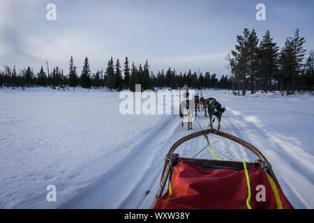 POV immagine della slitta trainata da cani ride in Norvegia in inverno Foto Stock