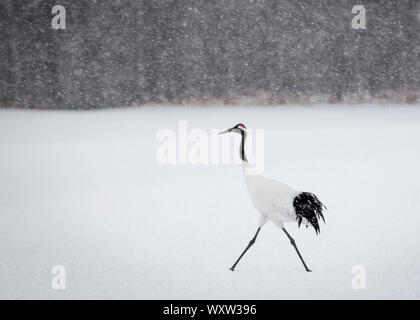 Red coronata gru solitarie passeggiate nella neve, hokkaido Foto Stock