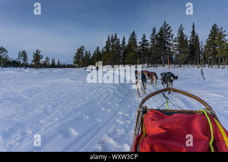 POV immagine della slitta trainata da cani ride in Norvegia in inverno Foto Stock