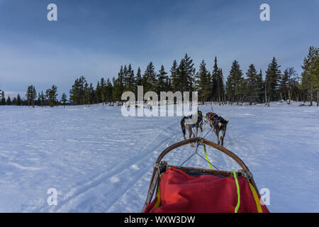 POV immagine della slitta trainata da cani ride in Norvegia in inverno Foto Stock