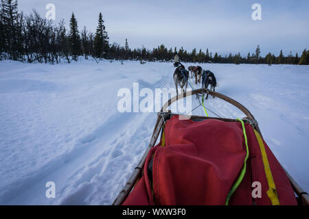 POV immagine della slitta trainata da cani ride in Norvegia in inverno Foto Stock