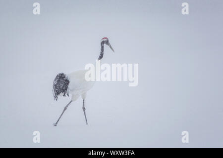 Red coronata gru solitarie passeggiate nella neve, hokkaido Foto Stock