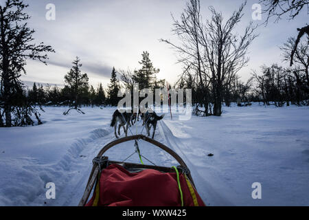 POV immagine della slitta trainata da cani ride in Norvegia in inverno Foto Stock