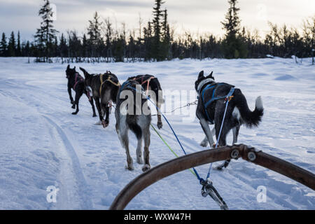 POV immagine della slitta trainata da cani ride in Norvegia in inverno Foto Stock