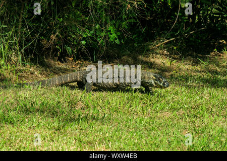 Monitor Lizard accanto alla spiaggia nel Nuovo Galles del sud, sud di Byron Bay, Australia Foto Stock