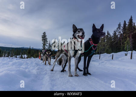 POV immagine della slitta trainata da cani ride in Norvegia in inverno Foto Stock