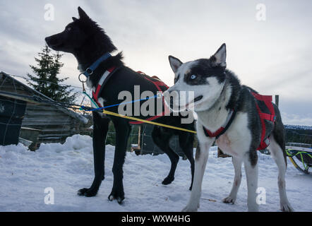 POV immagine della slitta trainata da cani ride in Norvegia in inverno Foto Stock