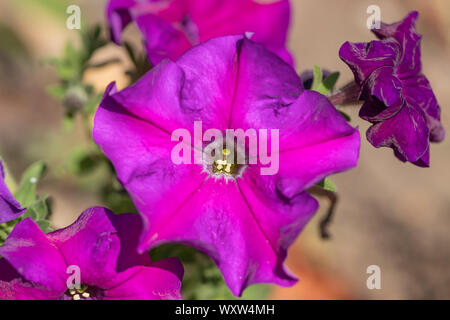 Cultivar di petunia ultra violet close-up Foto Stock