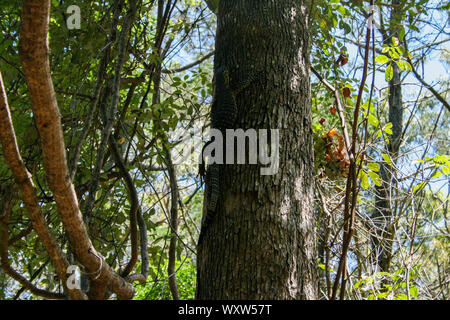 Monitor Lizard sale su un albero su Fraser Island, Queensland, Australia, la più grande isola di sabbia del mondo Foto Stock