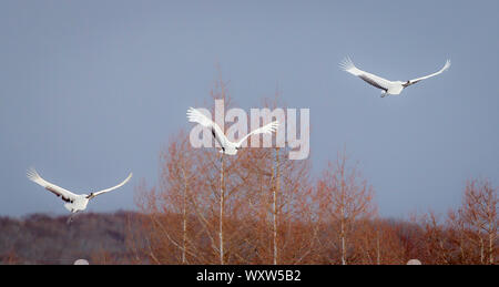 Red incoronato carnes allevamento in volo, hokkaido Foto Stock