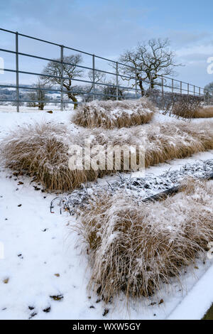 Piante erbacee da confine con design elegante e contemporaneo (graminacee in linee) - close-up di angolo della coperta di neve winter garden - Yorkshire, Inghilterra, Regno Unito Foto Stock