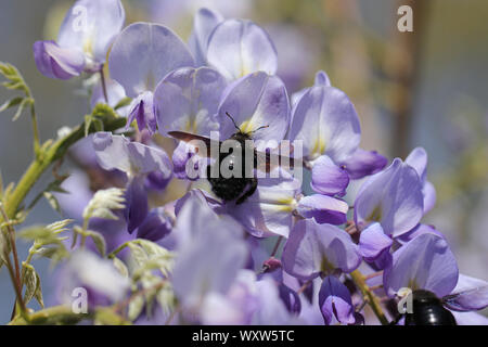 Bumblebee su infiorescenza di glicine in una giornata di sole Foto Stock