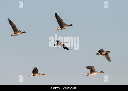 Gregge di bianco-fronteggiata Oche, Anser albifrons, volare in Schleswig Holstein, Germania, Europa Foto Stock