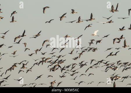 Gregge di bianco-fronteggiata Oche, Anser albifrons, volare in Schleswig Holstein, Germania, Europa in Schleswig Holstein, Germania, Europa Foto Stock