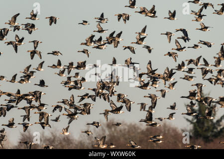 Gregge di bianco-fronteggiata Oche, Anser albifrons, volare in Schleswig Holstein, Germania, Europa Foto Stock