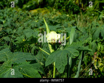 Un piccolo campo di Okra crescendo in Bermuda Foto Stock