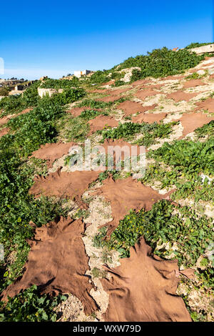 Il Marocco, Fez: pelli di capra essiccazione su pavimento in città alta Foto Stock