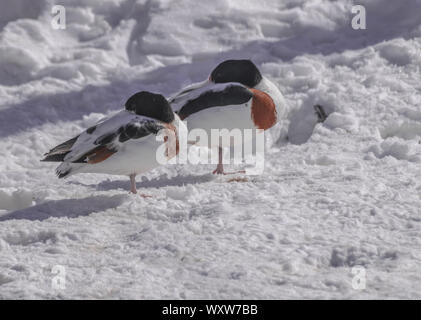 Coppia di shelducks comune (Tadorna tadorna) dormire sul bianco della neve superficie con luce del sole di mattina Foto Stock