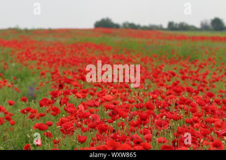 Splendido sfondo floreale disseminata di papaveri rossi Foto Stock
