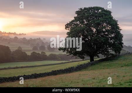 Una grande quercia sorge accanto a un secco muro di pietra in un campo di Nidderdale, Yorkshire Dales come il sole sorge attraverso la foschia sopra la valle Foto Stock