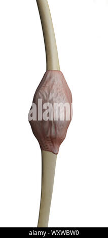 Rendering 3d'illustrazione del ginocchio, dolore illustrazione lato del ginocchio, 3d illustrazione lato del ginocchio, ginocchio x-ray, ginocchio umano su uno sfondo verde Foto Stock