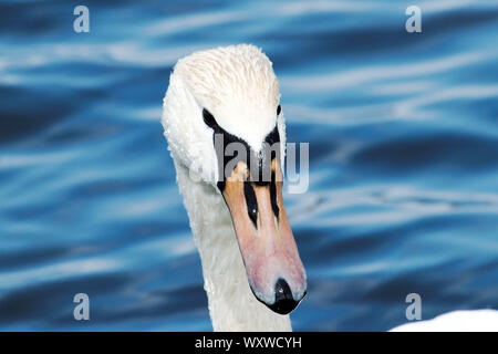 Fino vicino guardare una faccia dei cigni con acqua blu in background Foto Stock